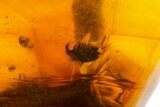 Polished Chiapas Amber With Insect Inclusion ( g) - Mexico #104298-1